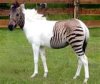 zebra-loshad'.jpg