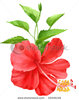 stock-photo-a-red-hibiscus-26446141.jpg