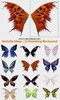 1211656454_butterfly-wings-psd-for-photoshop.jpg