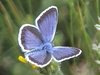 plebejus1.jpg