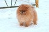 bugsy_pomeranian_1.jpg