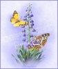 BluebellsAndButterflies.jpg