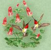 hummingbirds.jpg