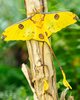 желтая бабочка с хвоствми.jpg