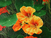 nasturtium-forest-lg.jpg