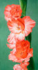 gladiolas-lg.jpg