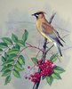 jb_waxwinglg.jpg