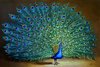 P20peacock.jpg