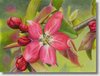 2006crabappleblossomlarge.jpg