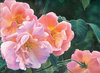 art-prints-of-roses.jpg