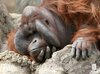 orangutany_05.jpg