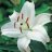 whitelilia