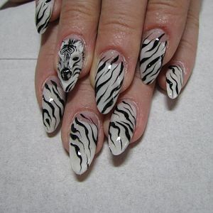 zebra