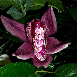 орхидея-дея