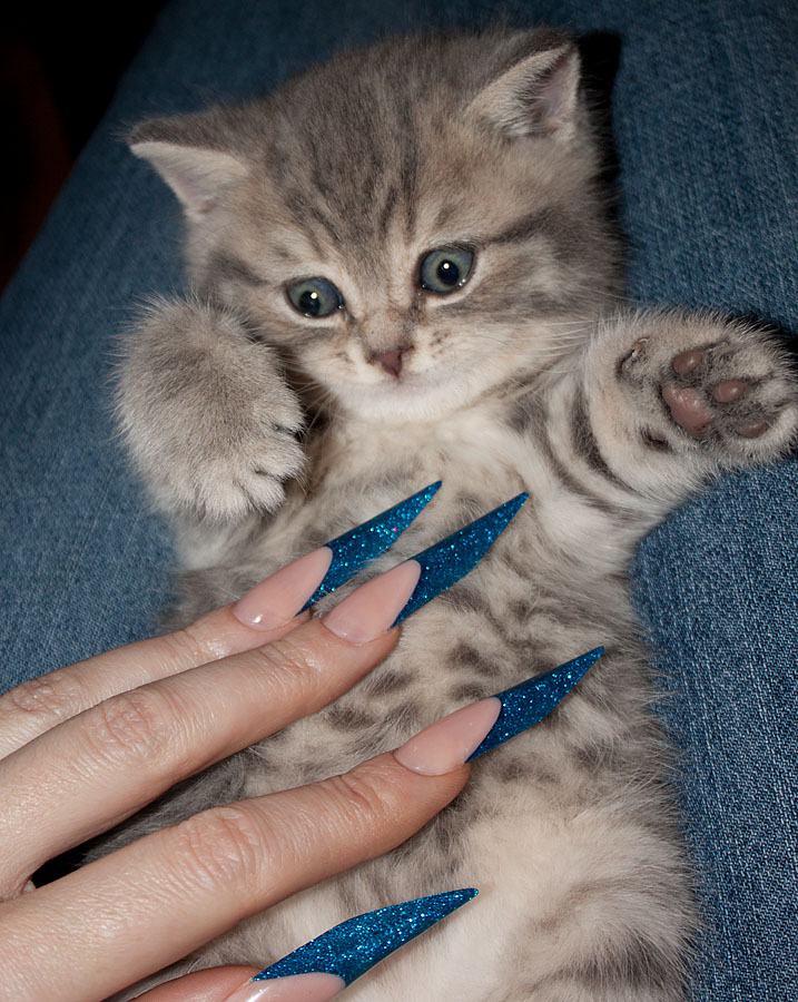 Кот и ногти :)