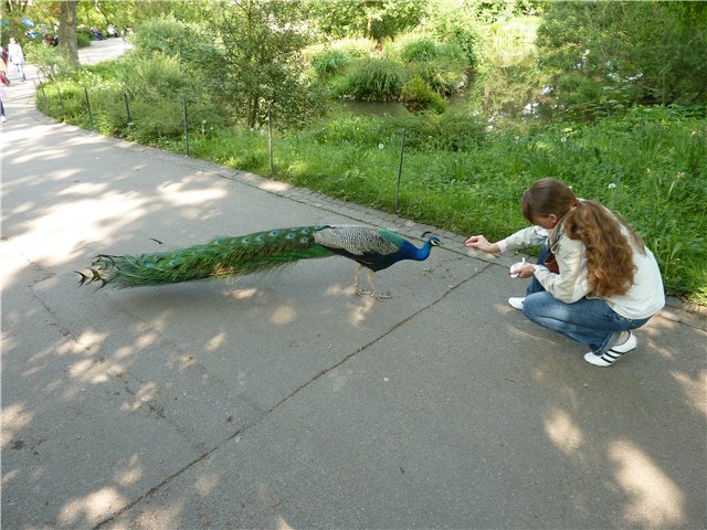 Павлин